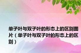 单子叶与双子叶的形态上的区别图片（单子叶与双子叶的形态上的区别）