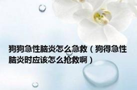 狗狗急性脑炎怎么急救（狗得急性脑炎时应该怎么抢救啊）