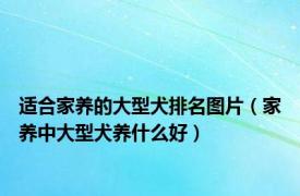 适合家养的大型犬排名图片（家养中大型犬养什么好）