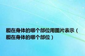 胆在身体的哪个部位用图片表示（胆在身体的哪个部位）