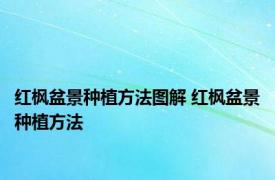 红枫盆景种植方法图解 红枫盆景种植方法 