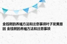 金钱树的养殖方法和注意事项叶子发黄原因 金钱树的养殖方法和注意事项 