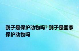 鹞子是保护动物吗? 鹞子是国家保护动物吗