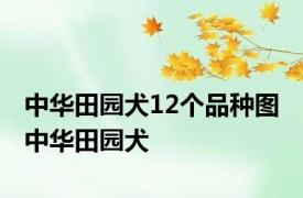 中华田园犬12个品种图 中华田园犬 