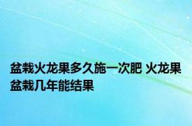 盆栽火龙果多久施一次肥 火龙果盆栽几年能结果 