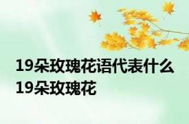 19朵玫瑰花语代表什么 19朵玫瑰花 