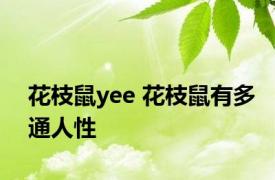 花枝鼠yee 花枝鼠有多通人性 