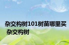 杂交构树101树苗哪里买 杂交构树 