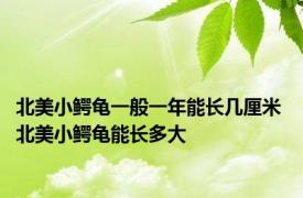 北美小鳄龟一般一年能长几厘米 北美小鳄龟能长多大 