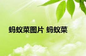 蚂蚁菜图片 蚂蚁菜 