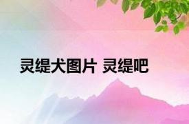 灵缇犬图片 灵缇吧 