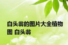 白头翁的图片大全植物图 白头翁 