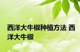 西洋大牛椒种植方法 西洋大牛椒 