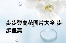 步步登高花图片大全 步步登高 