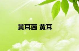 黄耳菌 黄耳 