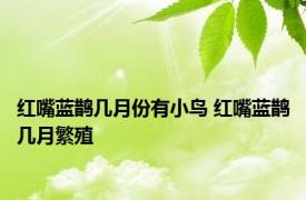 红嘴蓝鹊几月份有小鸟 红嘴蓝鹊几月繁殖 