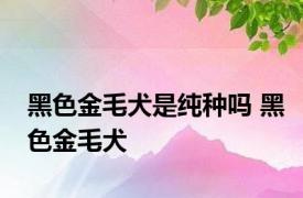 黑色金毛犬是纯种吗 黑色金毛犬 