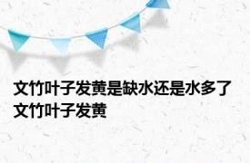 文竹叶子发黄是缺水还是水多了 文竹叶子发黄 