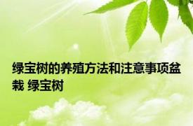 绿宝树的养殖方法和注意事项盆栽 绿宝树 