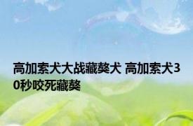 高加索犬大战藏獒犬 高加索犬30秒咬死藏獒 