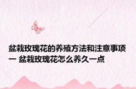 盆栽玫瑰花的养殖方法和注意事项一 盆栽玫瑰花怎么养久一点 