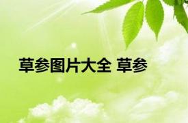 草参图片大全 草参 