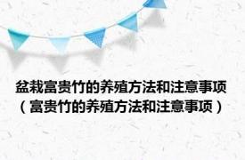 盆栽富贵竹的养殖方法和注意事项（富贵竹的养殖方法和注意事项）