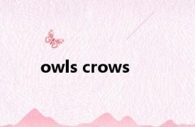 owls crows 