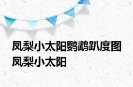 凤梨小太阳鹦鹉趴度图 凤梨小太阳 