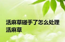 活麻草碰手了怎么处理 活麻草 