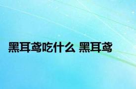 黑耳鸢吃什么 黑耳鸢 