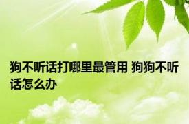 狗不听话打哪里最管用 狗狗不听话怎么办 