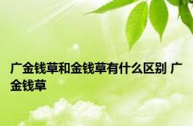 广金钱草和金钱草有什么区别 广金钱草 