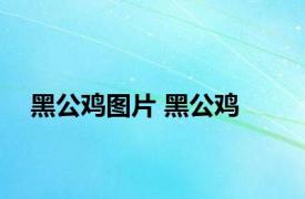 黑公鸡图片 黑公鸡 