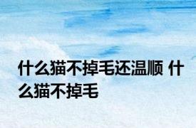 什么猫不掉毛还温顺 什么猫不掉毛