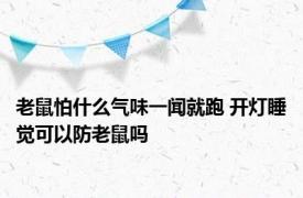 老鼠怕什么气味一闻就跑 开灯睡觉可以防老鼠吗 