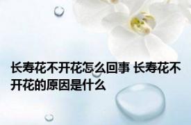 长寿花不开花怎么回事 长寿花不开花的原因是什么