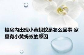 楼房内出现小黄蚂蚁是怎么回事 家里有小黄蚂蚁的原因 