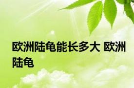 欧洲陆龟能长多大 欧洲陆龟 