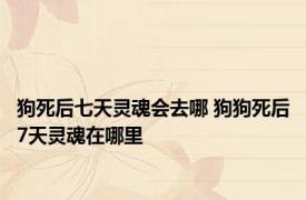 狗死后七天灵魂会去哪 狗狗死后7天灵魂在哪里 