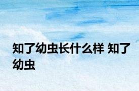 知了幼虫长什么样 知了幼虫 