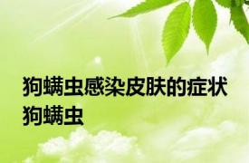 狗螨虫感染皮肤的症状 狗螨虫 