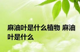 麻油叶是什么植物 麻油叶是什么