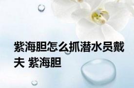 紫海胆怎么抓潜水员戴夫 紫海胆 