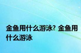 金鱼用什么游泳? 金鱼用什么游泳 