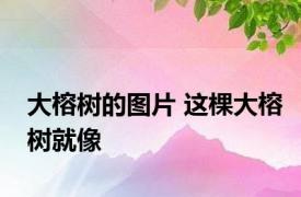 大榕树的图片 这棵大榕树就像 