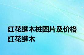 红花继木桩图片及价格 红花继木 