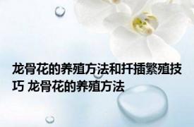 龙骨花的养殖方法和扦插繁殖技巧 龙骨花的养殖方法 