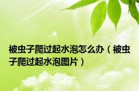 被虫子爬过起水泡怎么办（被虫子爬过起水泡图片）