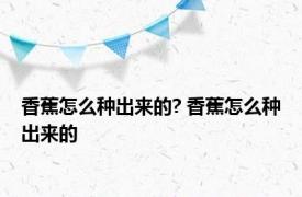 香蕉怎么种出来的? 香蕉怎么种出来的 